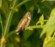 2022 09 12 LongFellowGardens 041